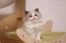 ラグドール【埼玉県・男の子・2025年10月10日・シールポイントバイカラー】の写真2