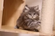 メインクーン【埼玉県・女の子・2025年10月20日・ブルーアンドホワイト(トーティー)】の写真2