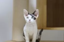 デボンレックス【埼玉県・女の子・2025年6月7日・キャリコ】の写真3