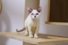 デボンレックス【埼玉県・女の子・2025年6月7日・シールポイントバイカラー】の写真3