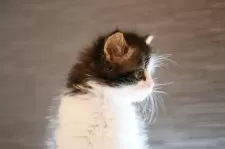 ノルウェージャンフォレストキャット【埼玉県・男の子・2024年11月4日・茶トラ白】の写真3