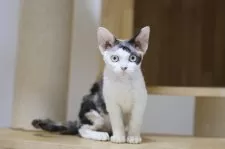 デボンレックス【埼玉県・女の子・2025年6月7日・キャリコ】の写真4