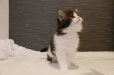 ノルウェージャンフォレストキャット【埼玉県・男の子・2024年11月4日・茶トラ白】の写真4