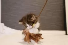 ノルウェージャンフォレストキャット【埼玉県・男の子・2024年11月4日・茶トラ白】の写真4