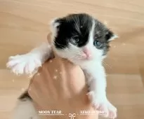 メインクーン【埼玉県・男の子・2025年7月1日・ブラックアンドホワイト】の写真4