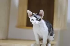 デボンレックス【埼玉県・女の子・2025年6月7日・キャリコ】の写真5