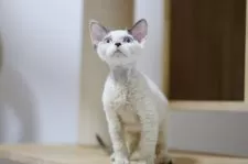 デボンレックス【埼玉県・女の子・2025年6月7日・シールポイントバイカラー】の写真4