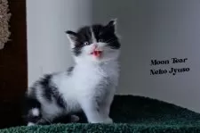 メインクーン【埼玉県・男の子・2025年7月1日・ブラックアンドホワイト】の写真6