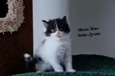 メインクーン【埼玉県・男の子・2025年7月1日・ブラックアンドホワイト】の写真7