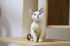 デボンレックス【埼玉県・女の子・2025年6月7日・シールポイントバイカラー】の写真6