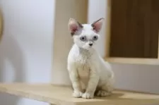 デボンレックス【埼玉県・女の子・2025年6月7日・シールポイントバイカラー】の写真8