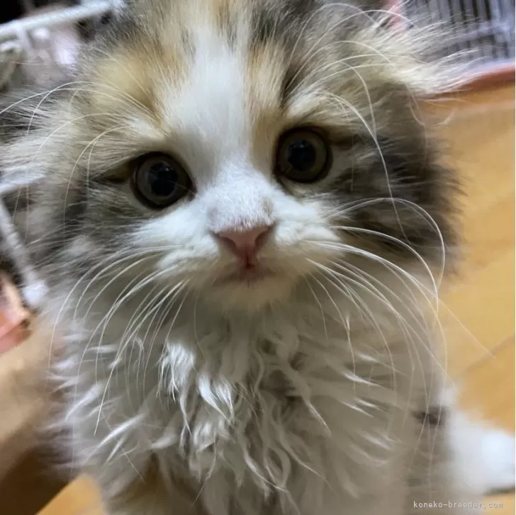 ID:2407-01620の子猫