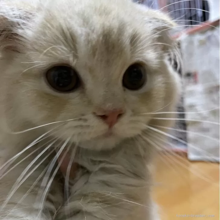 ID:2407-01619の子猫