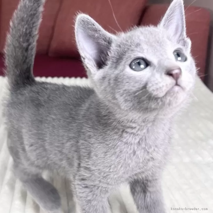 ID:2411-02024の子猫