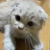 スコティッシュフォールド(折れ耳)【愛知県・男の子・2024年5月8日・クリームタビー】の写真4