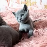 ロシアンブルー【愛知県・女の子・2025年4月3日・ブルー】の写真4