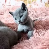 ロシアンブルー【愛知県・女の子・2025年4月3日・ブルー】の写真10