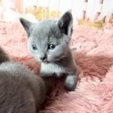 ロシアンブルー【愛知県・女の子・2025年4月3日・ブルー】の写真9