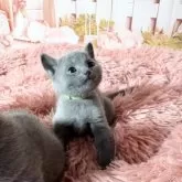 ロシアンブルー【愛知県・女の子・2025年4月3日・ブルー】の写真7