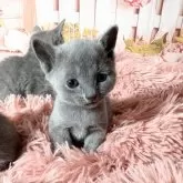 ロシアンブルー【愛知県・女の子・2025年4月3日・ブルー】の写真8