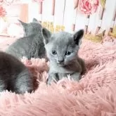 ロシアンブルー【愛知県・女の子・2025年4月3日・ブルー】の写真15