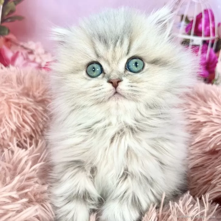 ID:2501-01975の子猫