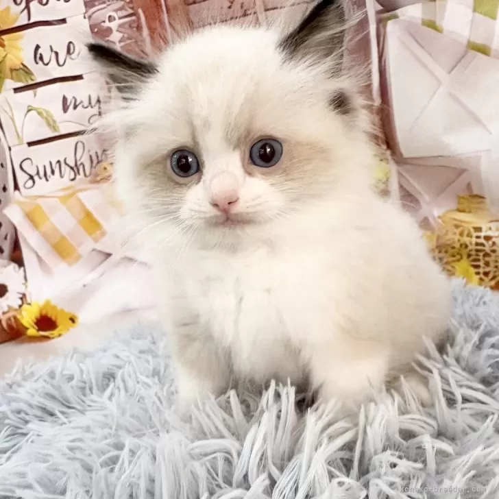 ID:2505-03817の子猫