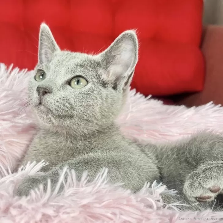 T 様のお迎えした子猫