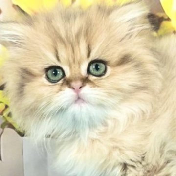 ペルシャ【愛知県・女の子・2025年2月18日・チンチラゴールデン】の写真「人懐っこく穏やかな性格の女の子✨」