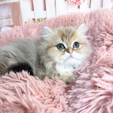 ペルシャ【愛知県・男の子・2025年2月18日・チンチラゴールデン】の写真「よく食べるしっかり者の男の子です❗️」