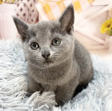 ロシアンブルー【愛知県・女の子・2025年4月3日・ブルー】の写真「元気いっぱい人懐っこい女の子🐾」