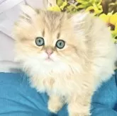 ペルシャ