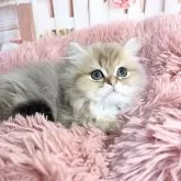 ペルシャ