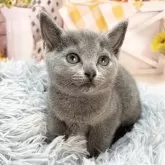 ロシアンブルー【愛知県・女の子・2025年4月3日・ブルー】の写真2