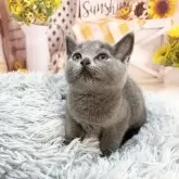 ロシアンブルー【愛知県・女の子・2025年4月3日・ブルー】の写真3