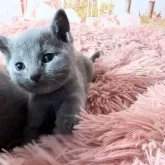 ロシアンブルー【愛知県・女の子・2025年4月3日・ブルー】の写真5