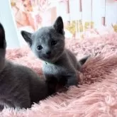 ロシアンブルー【愛知県・女の子・2025年4月3日・ブルー】の写真11