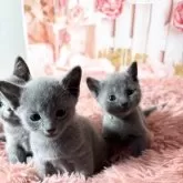 ロシアンブルー【愛知県・女の子・2025年4月3日・ブルー】の写真12