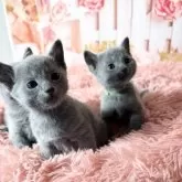 ロシアンブルー【愛知県・女の子・2025年4月3日・ブルー】の写真13