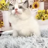 ラグドール【愛知県・女の子・2025年4月1日・シールポイントバイカラー♡】の写真8