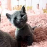 ロシアンブルー【愛知県・女の子・2025年4月3日・ブルー】の写真14