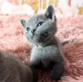 ロシアンブルー【愛知県・女の子・2025年4月3日・ブルー】の写真6