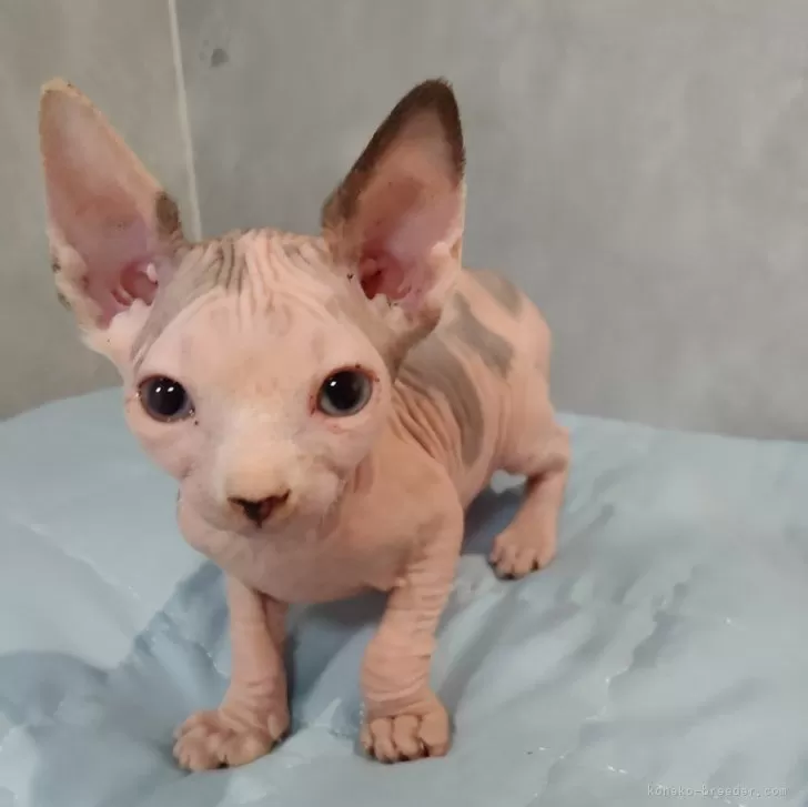 ID:2410-00837の子猫