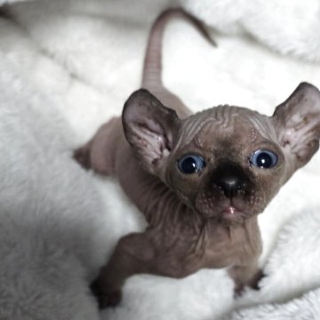 エルフキャット【滋賀県・女の子・2025年9月18日・ブルーポイント】の写真「何にでも興味津々な活発な女の子。」