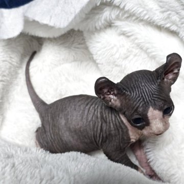 エルフキャット【滋賀県・女の子・2025年9月18日・ブラック&ホワイト】の写真「美人さんです。」