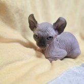 エルフキャット