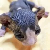 エルフキャット