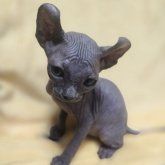 エルフキャット