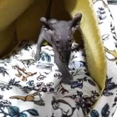 エルフキャット