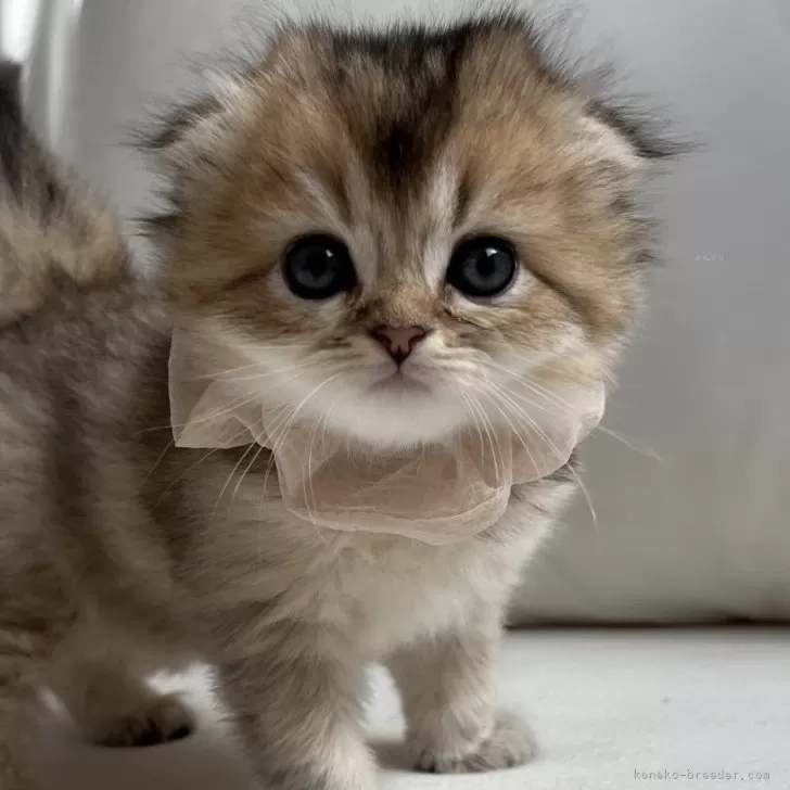 ID：2405-00870の子猫